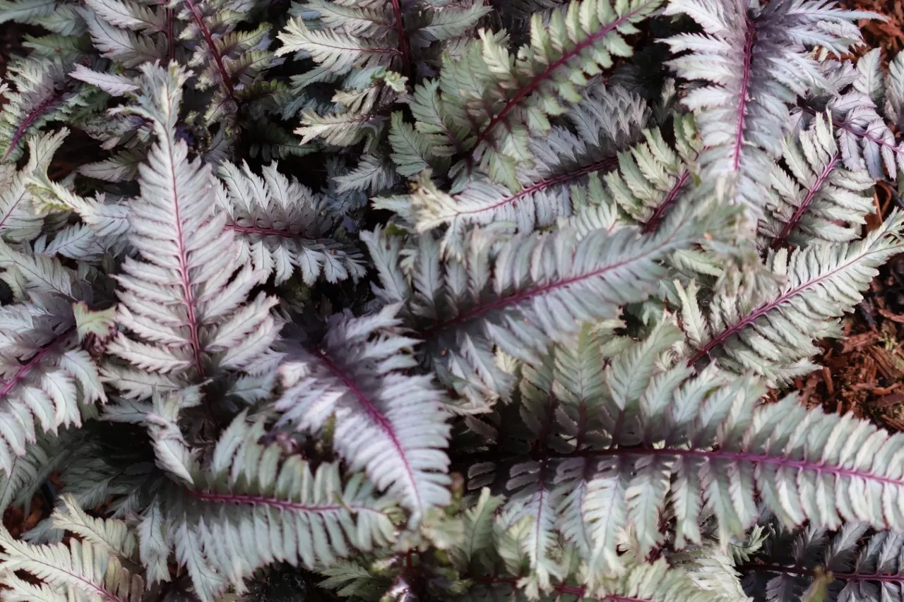 Athyrium niponicum 'Crested Surf'