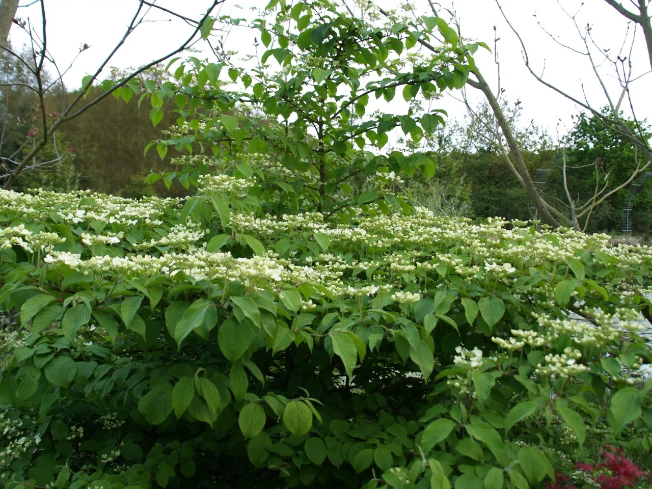 Viburnum plicatum 'Mariesii'