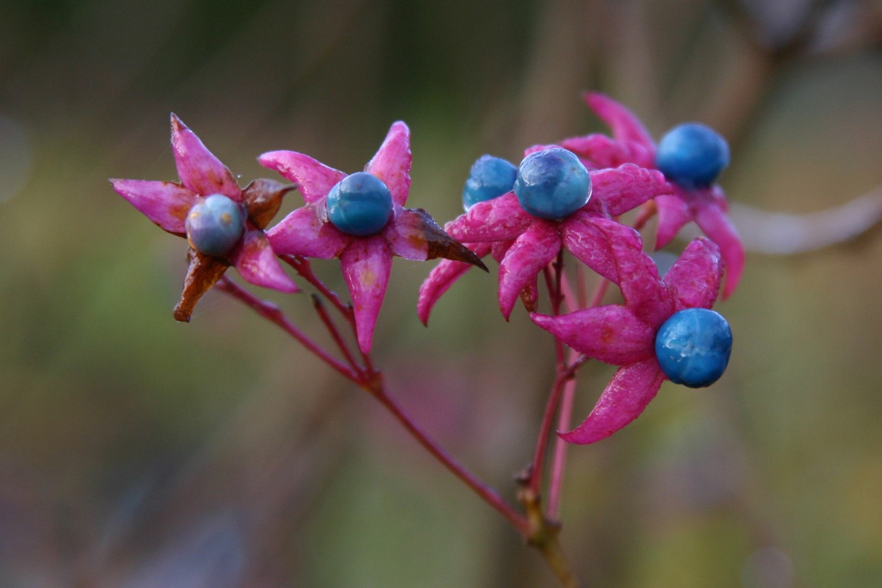 Clerodendrum trichotomum