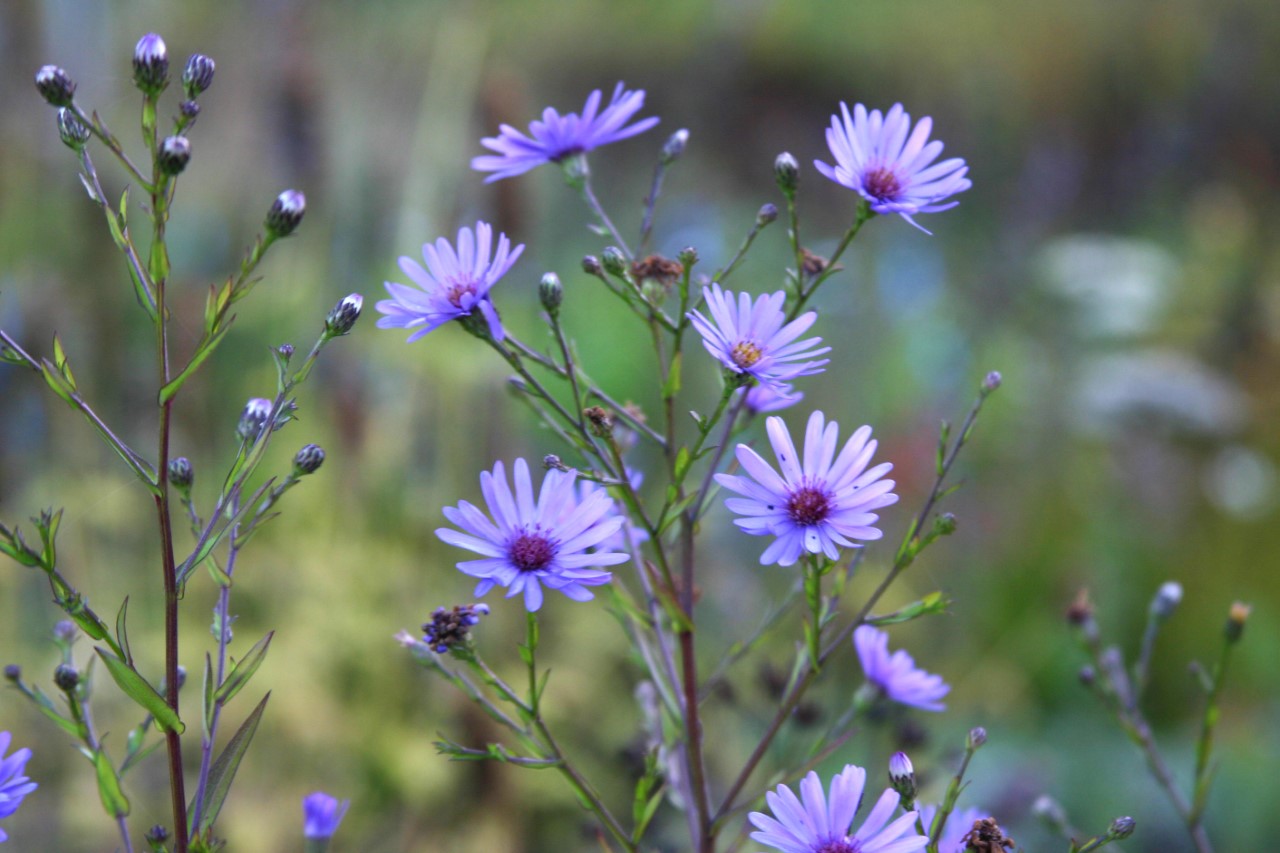 Aster 'Treffpunkt' : P9