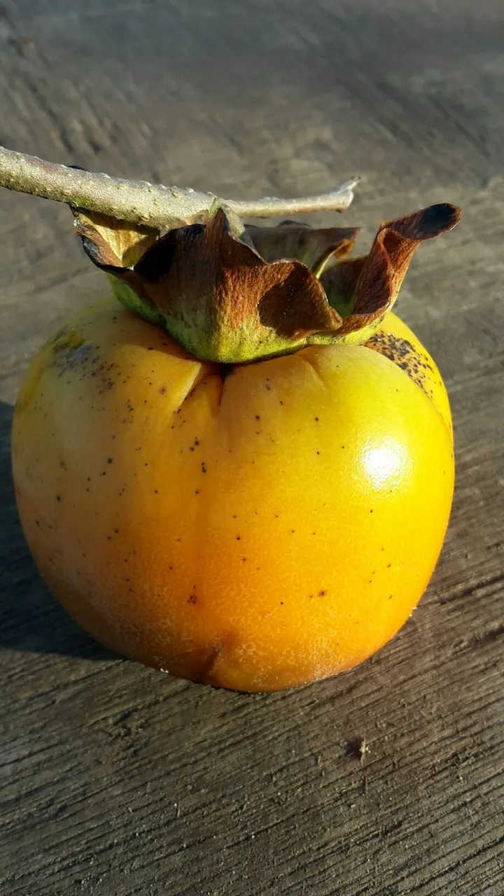 Diospyros kaki 'Sayo'