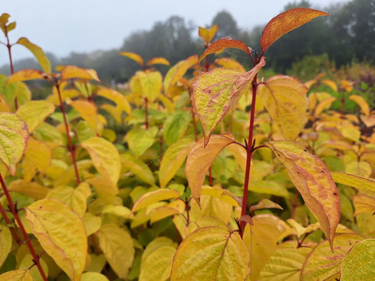 Cornus sanguinea 'Magic Flame'