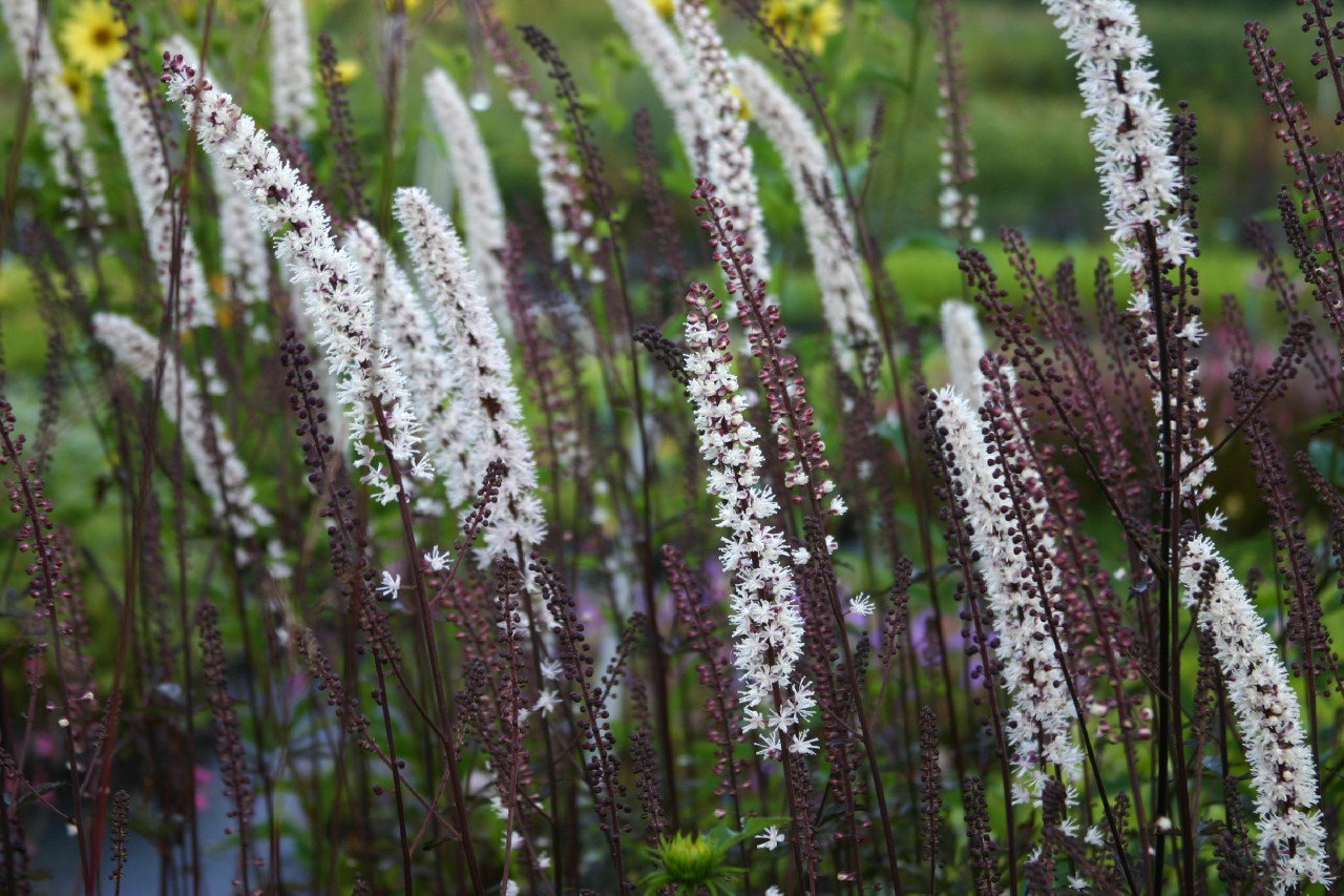 Actaea simplex 'Atropurpurea' actaea-simplex-atropurpurea