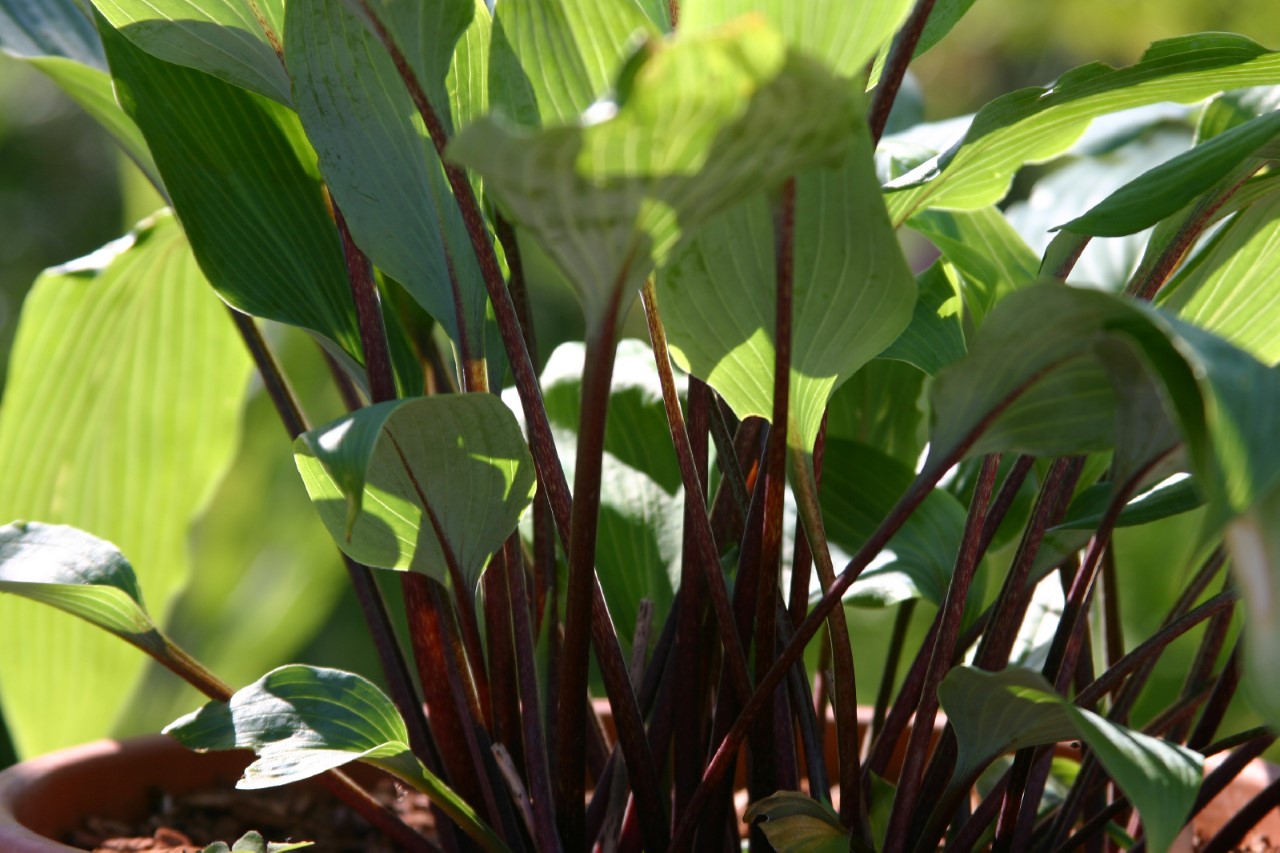 hosta-red-october