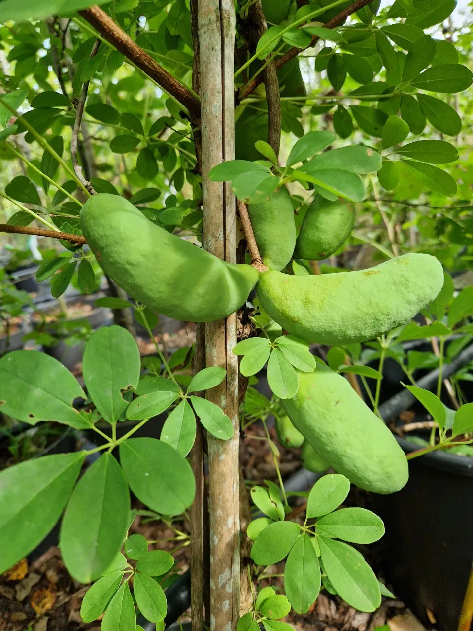 Akebia quinata 'Silver Bell's'
