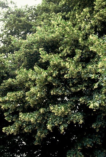 tilia-cordata
