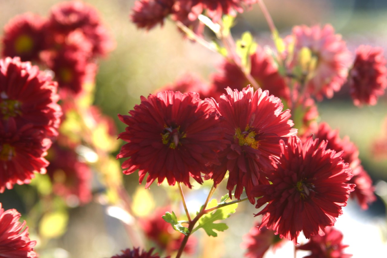 chrysanthemum-r-duchess-of-edinburgh