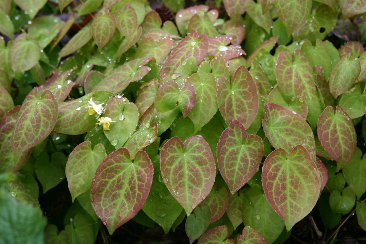 Epimedium versicolor 'Sulphureum' : P9