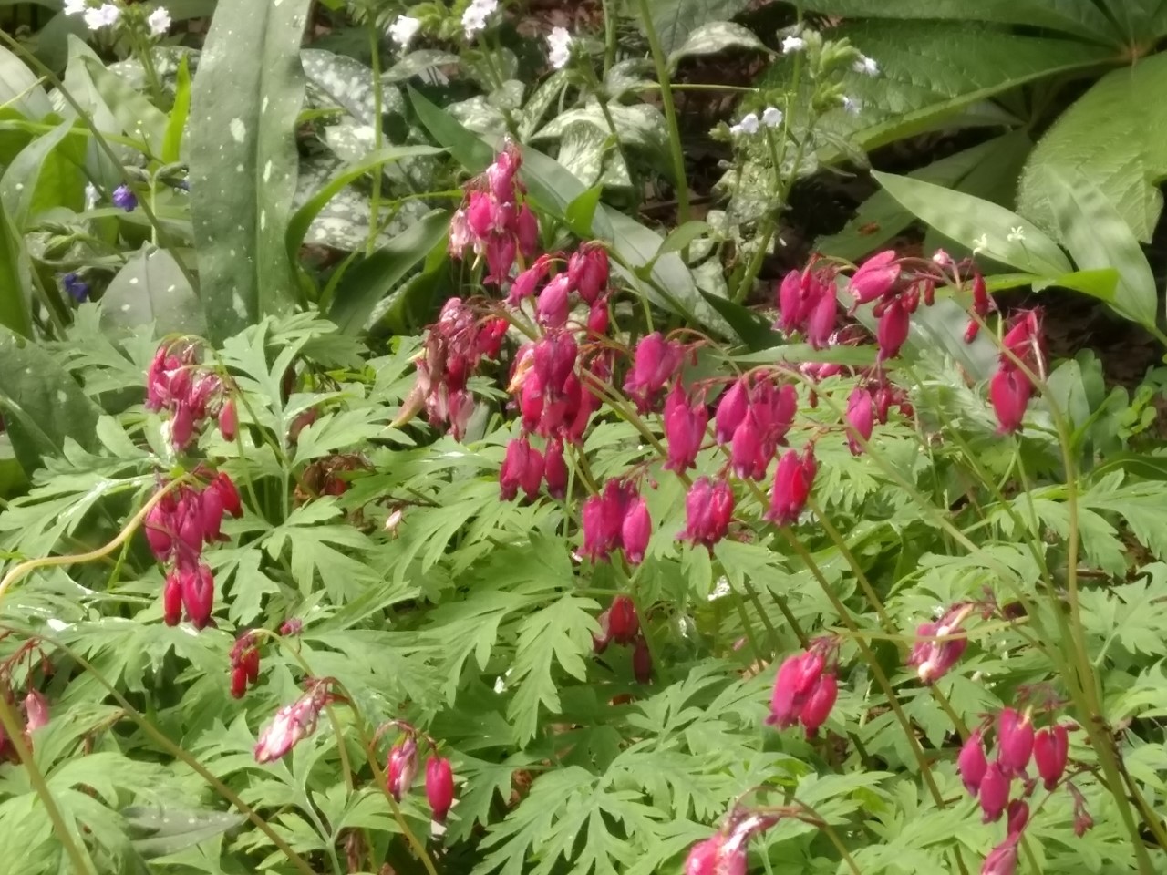 dicentra-formosa-bacchanal