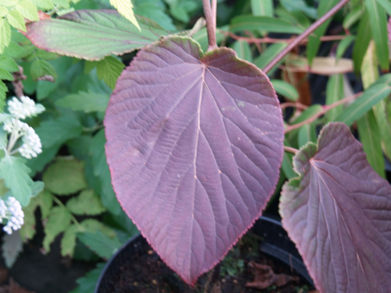 Viburnum furcatum 'Pink Parasol' : C3 : 30-60