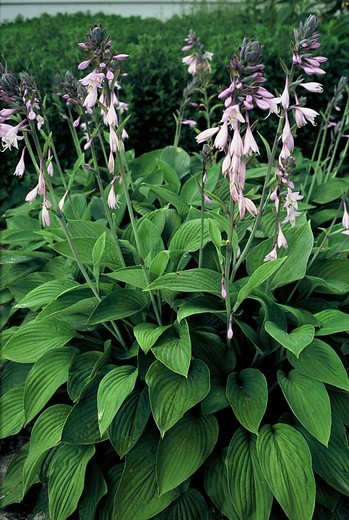 hosta-fortunei-hyacinthina