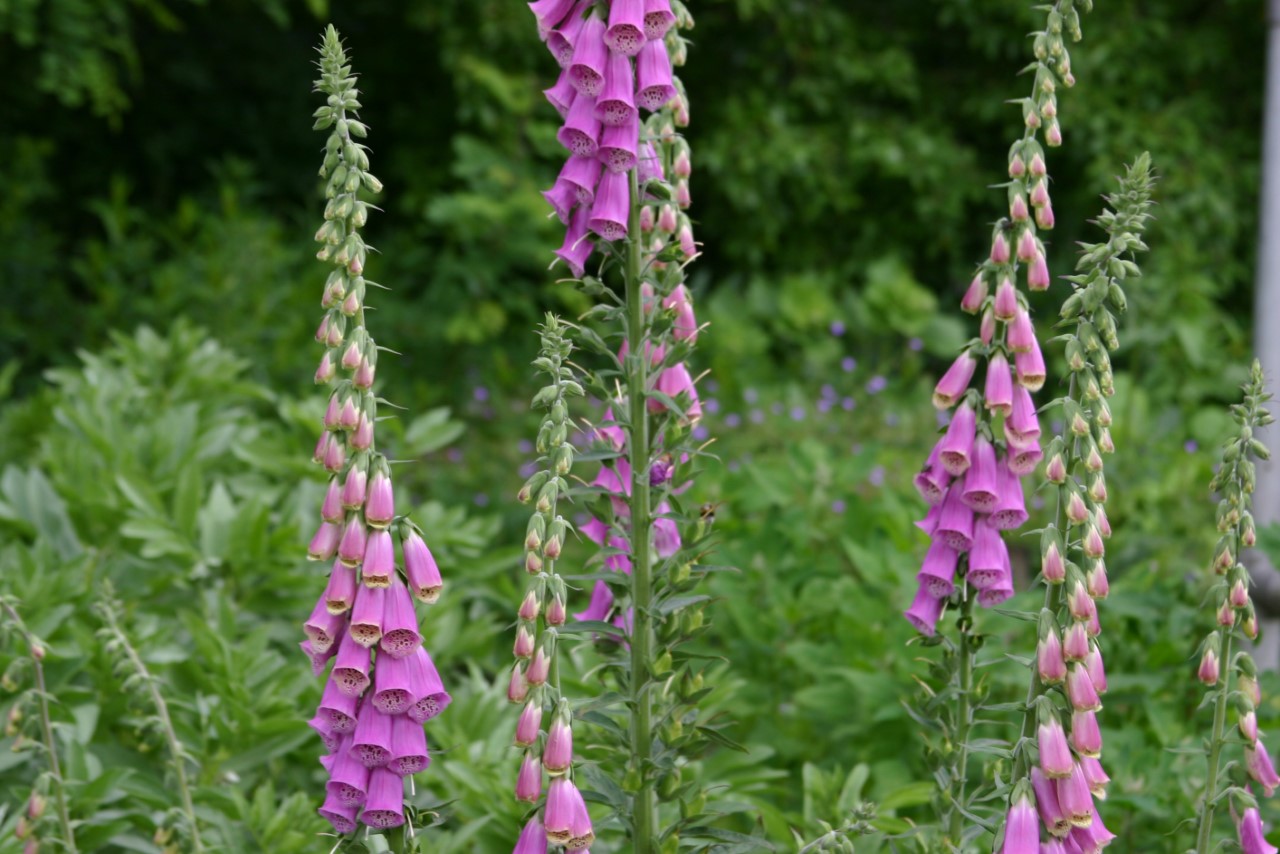 Digitalis purpurea : P9