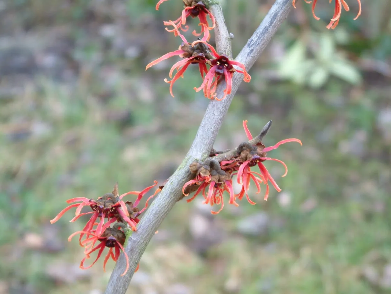 Hamamelis x intermedia 'Feuerzauber' : C7.5 : 60-100