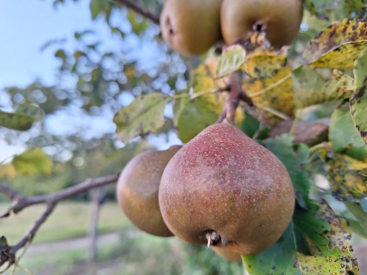 Pyrus communis 'Gieser Wildeman' : C3 : 60-100 : onderstam Pyrus communis 'Kirchensaller'
