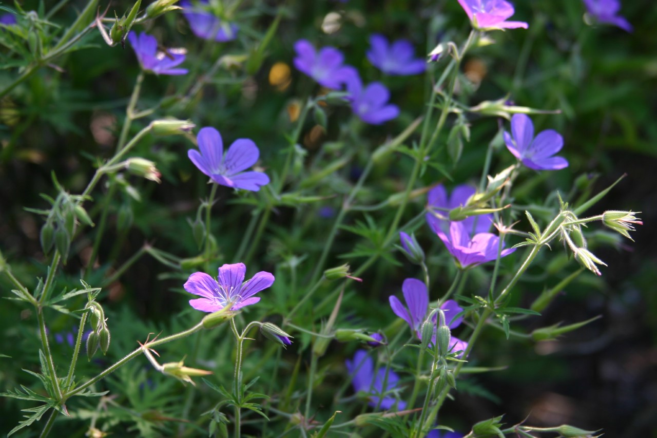 geranium-nimbus