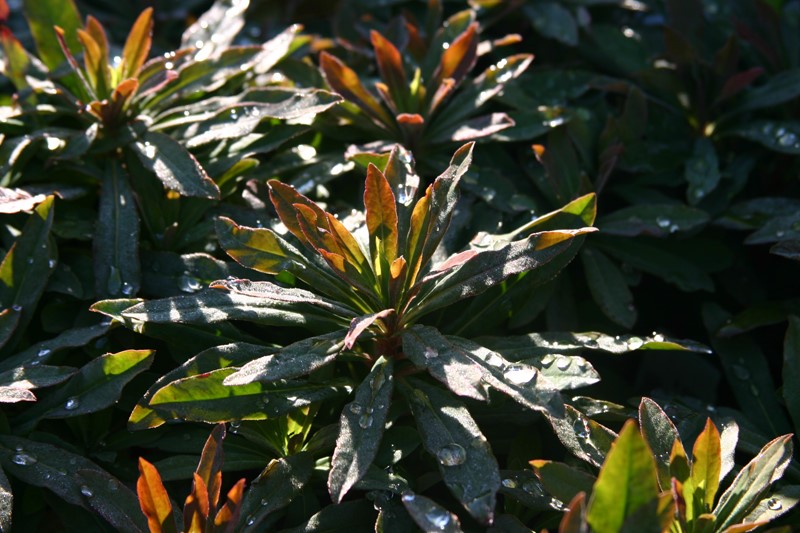 euphorbia-amygdaloides-purpurea