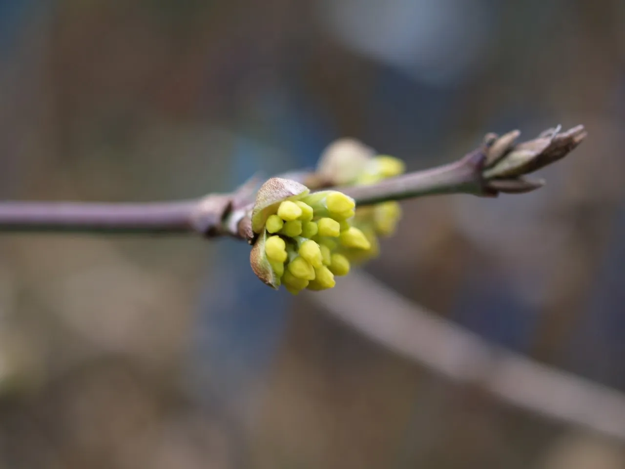 Cornus mas 'Macrocarpa' Cornus mas 'Macrocarpa'