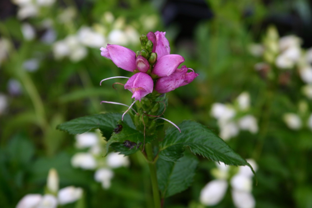 chelone-lyonii-hot-lips