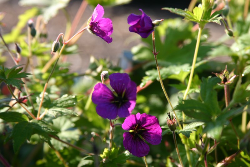 geranium-anne-thomson