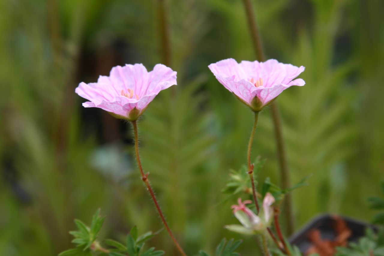 Geranium sanguineum striatum : P9