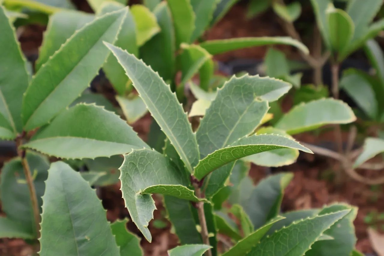 Osmanthus armatus