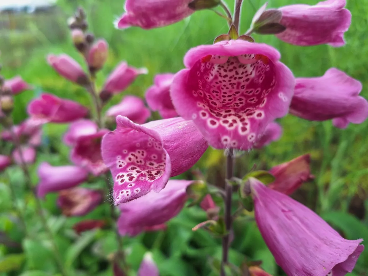 Digitalis purpurea 'Dark Red'