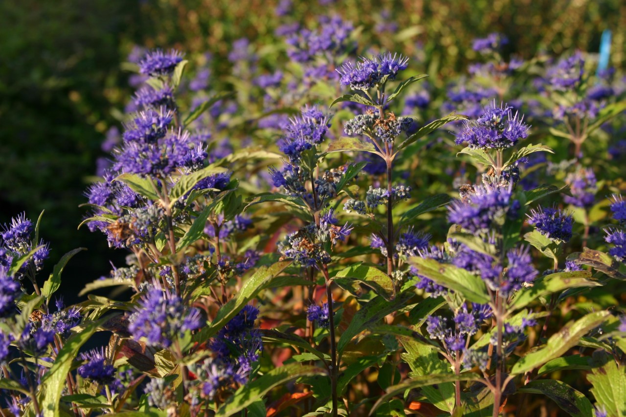 Caryopteris clandonensis 'Grand Bleu' : P11