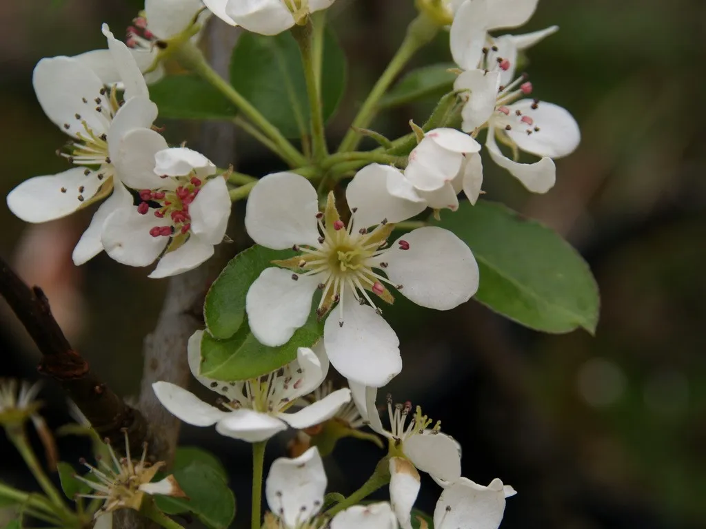Pyrus communis 'Bonne Louise d Avranches'