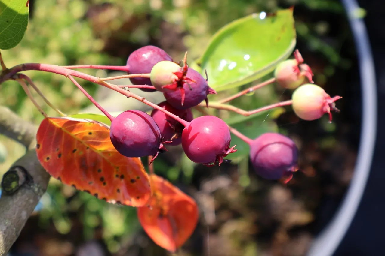 Amelanchier 'Ballerina' Amelanchier 'Ballerina'