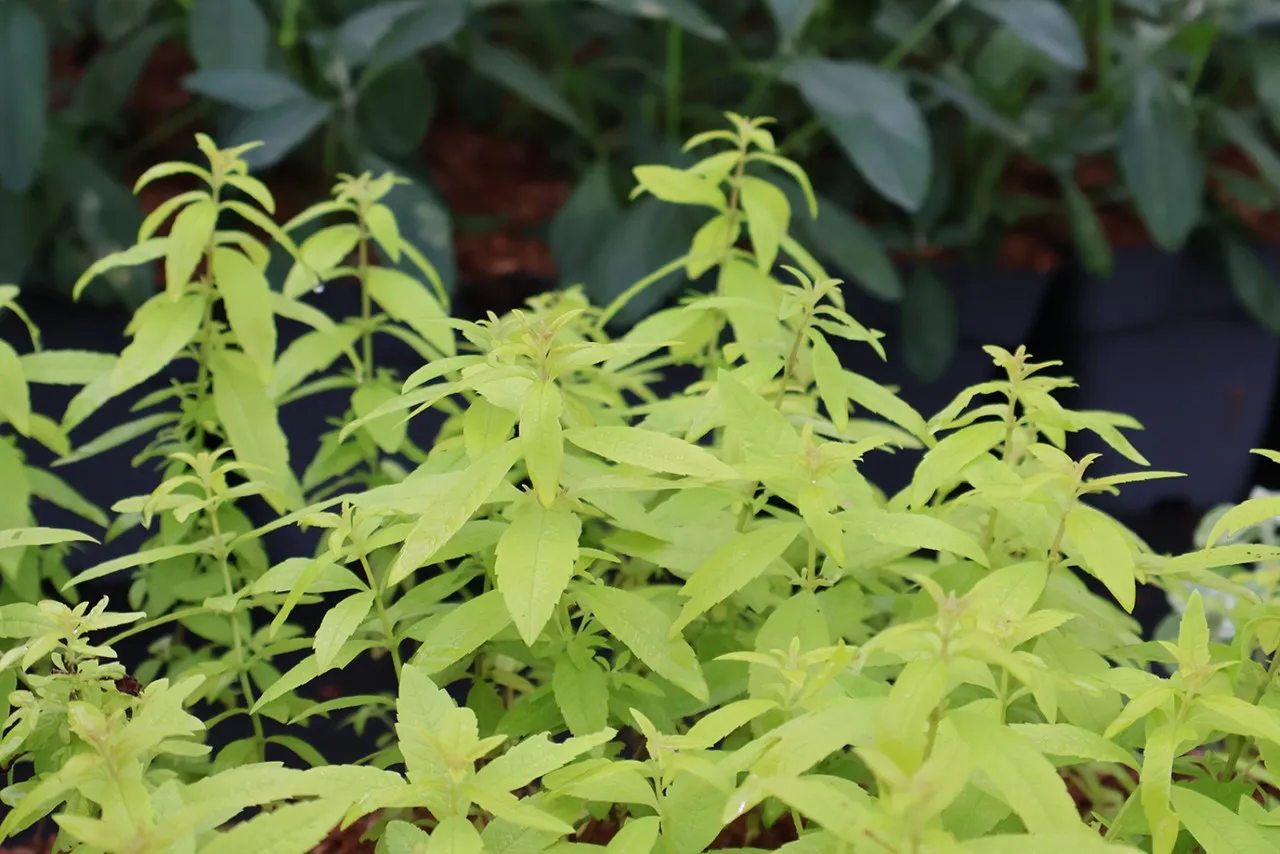 Lippia citriodora 'Golden Wind'