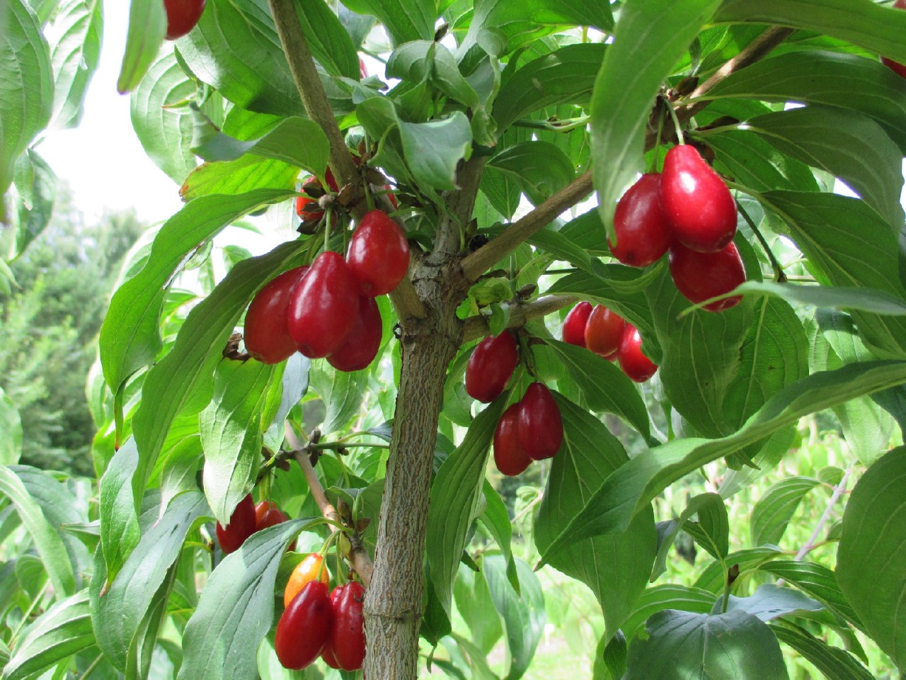 Cornus mas 'Nikolka' cornus-mas-nikolka