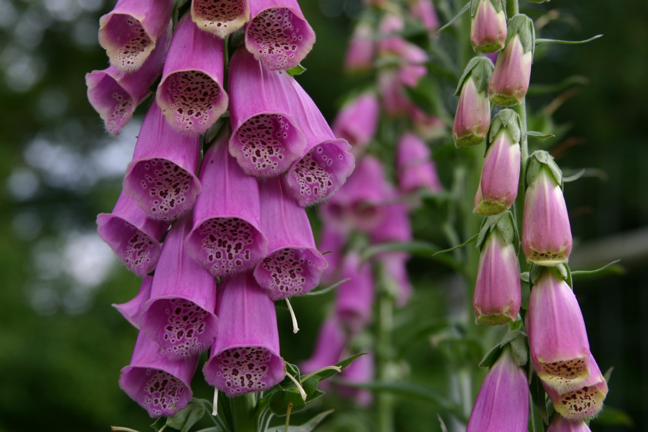 digitalis-purpurea