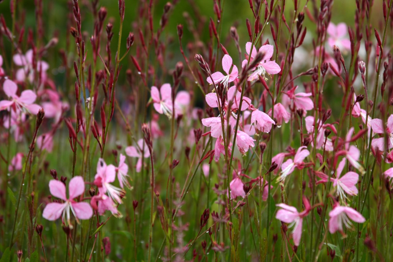 gaura-lindheimeri-siskiyou-pink