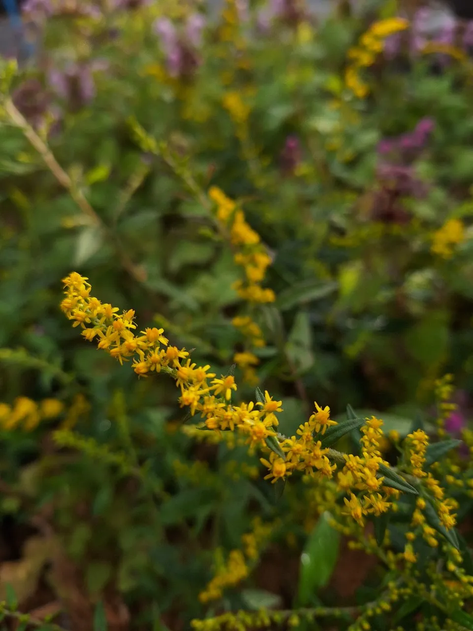 Solidago rugosa 'Fireworks' : P9