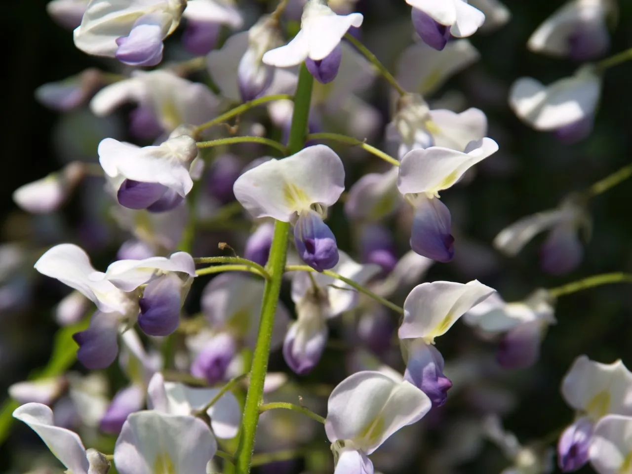 Wisteria floribunda 'Multijuga' : C3 : 60-100
