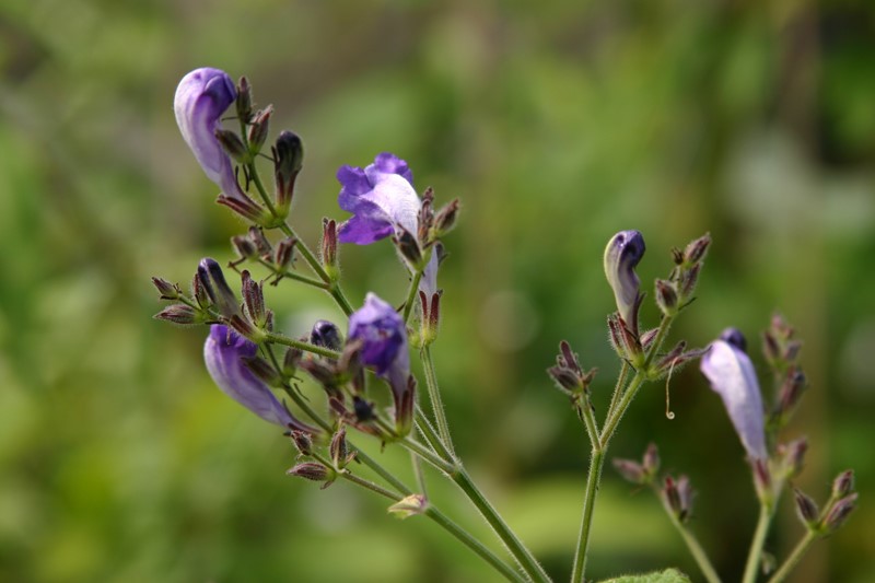 Strobilanthes atropurpureus : P9