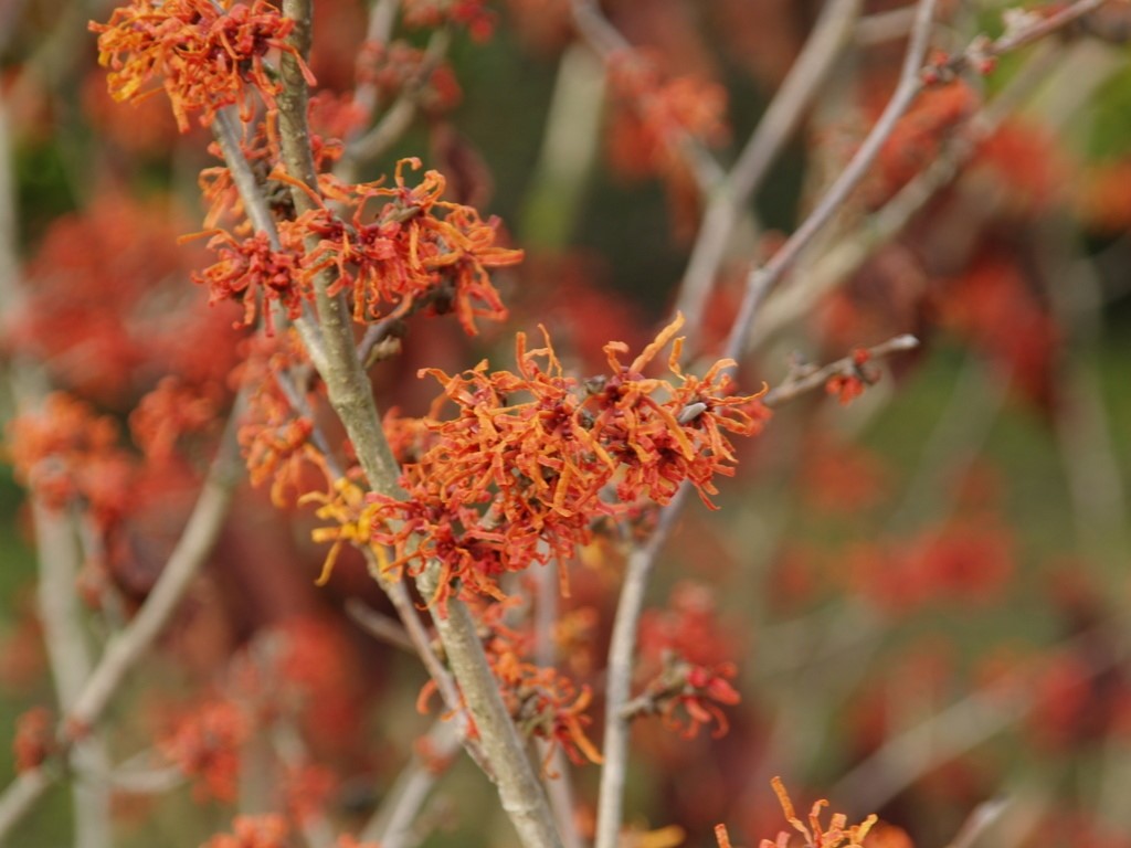 hamamelis-x-intermedia-arnhem