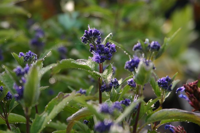 caryopteris-clandonensis-grand-bleu