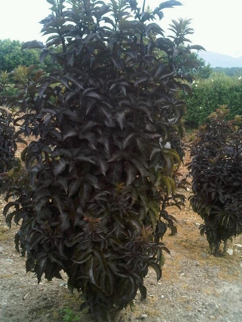 sambucus-nigra-black-tower