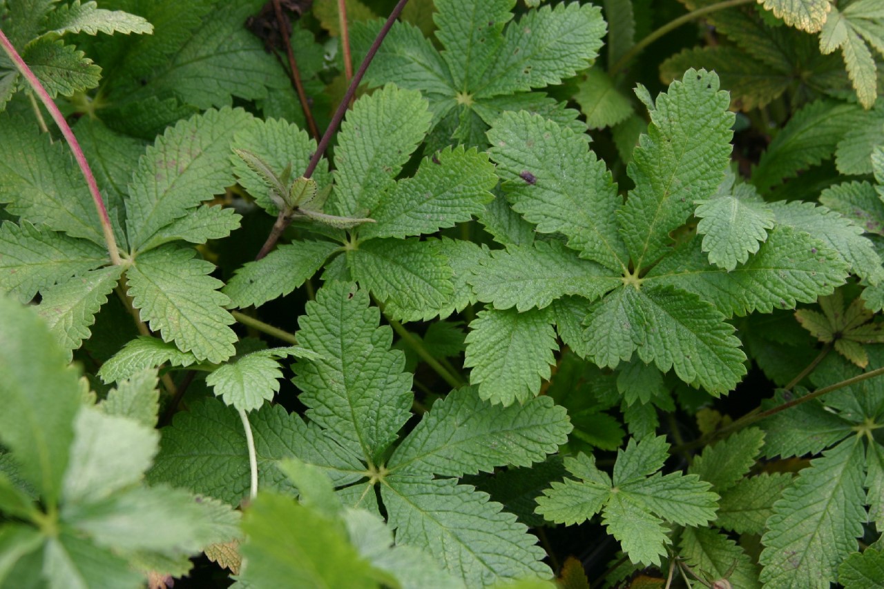 Potentilla thurberi 'Monarch's Velvet' Biologisch : P9