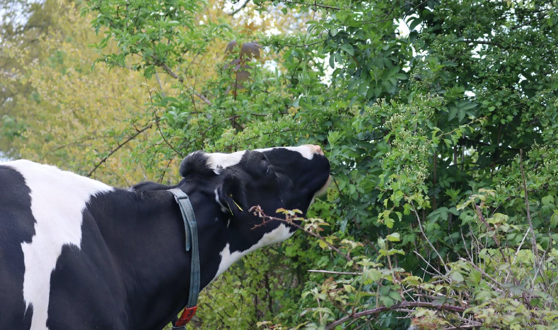Inheemse Voederhaag voor koeien, schapen en geiten – 10 meter  klei en veengrond : W : 60-100
