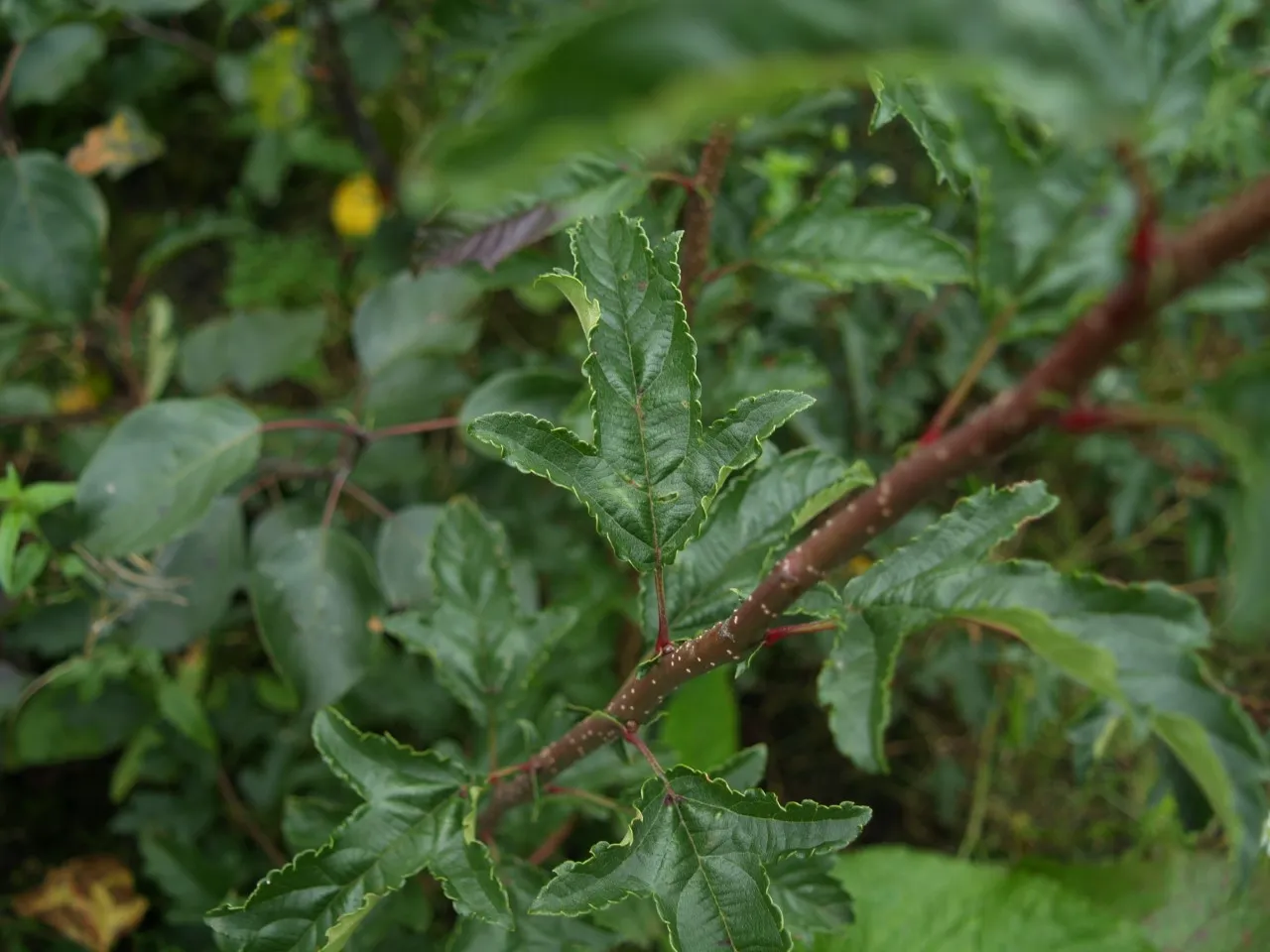 Malus toringo 'Brouwers Beauty' : C7.5 : 150-200