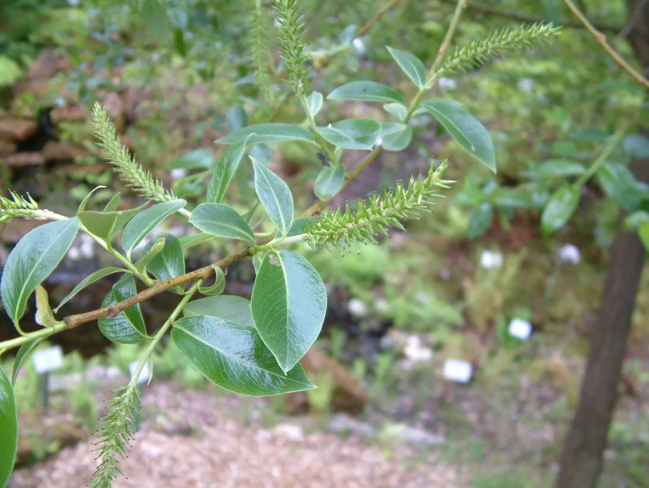 Salix pentandra autochtoon : W : 60-100