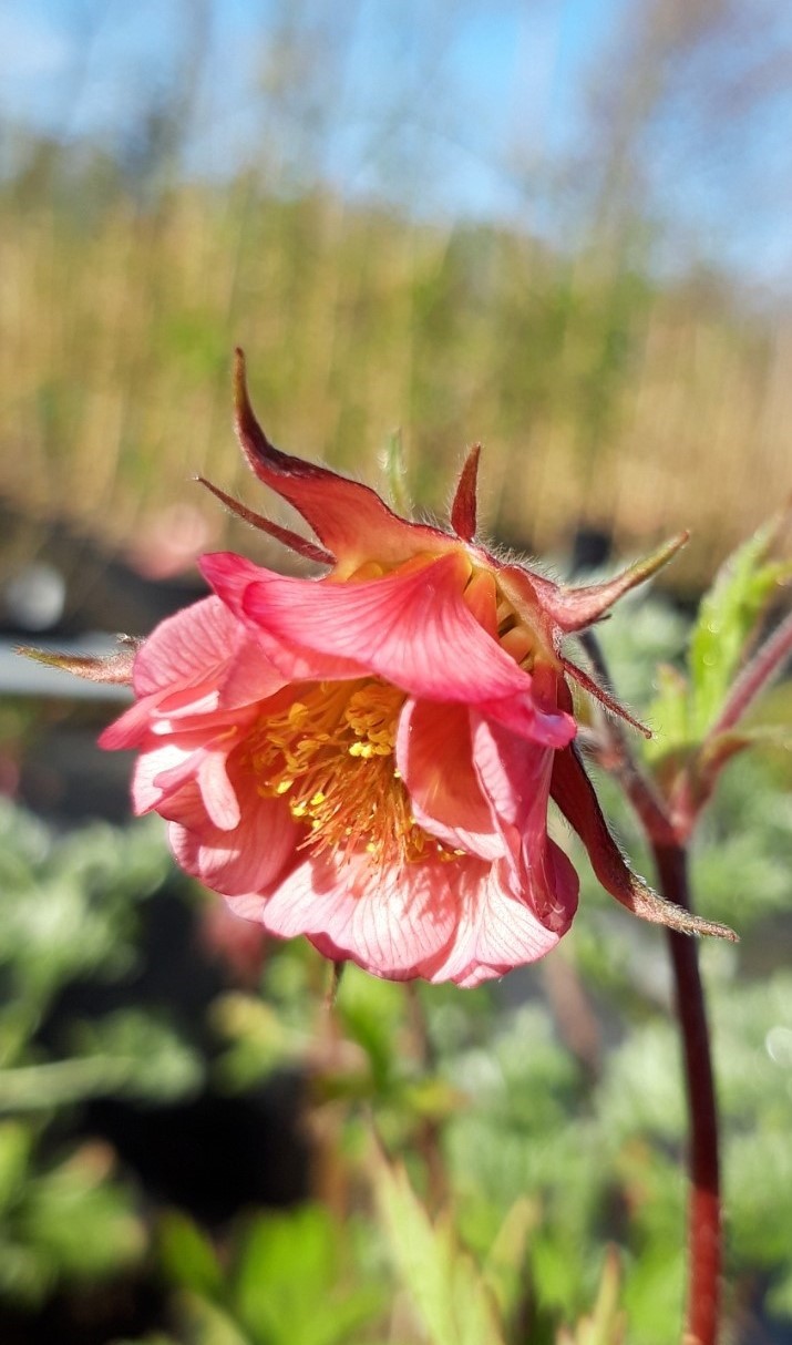 geum-bell-bank