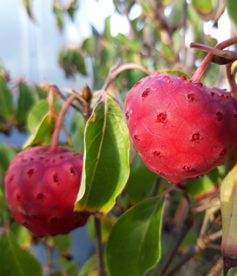 cornus-kousa-big-apple