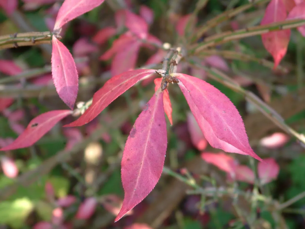 Euonymus alatus