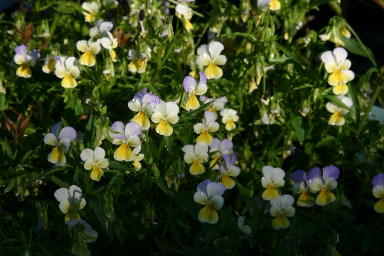Viola tricolor : P9