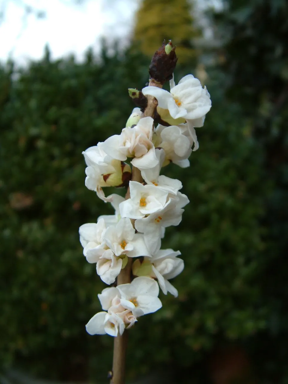 Daphne mezereum 'Alba' : C1.5 : 15-30