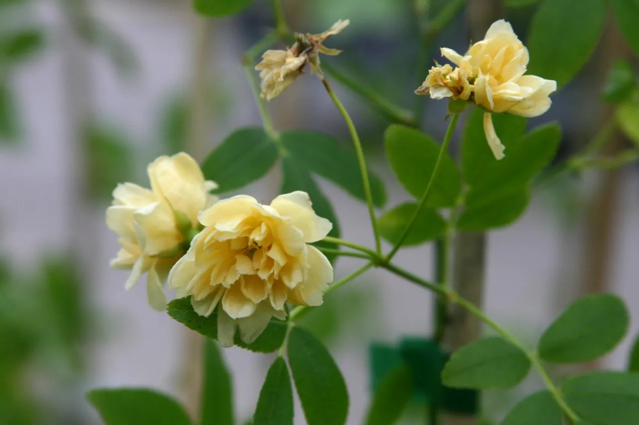 Rosa banksiae 'Lutea'