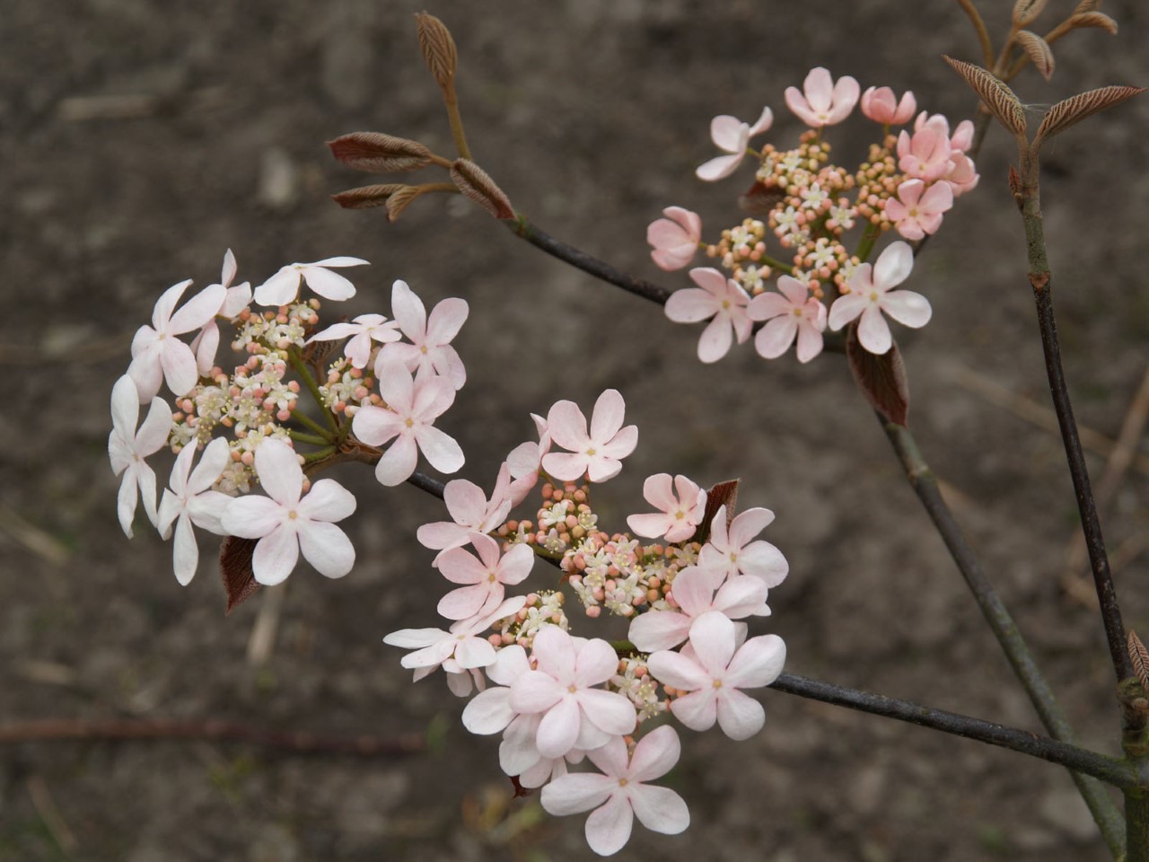 Viburnum furcatum 'Pink Parasol' : C3 : 30-60